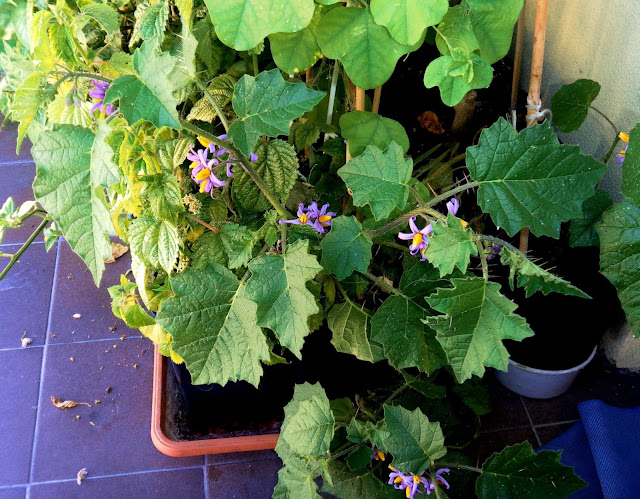 Yoa (Solanum palinacanthum)