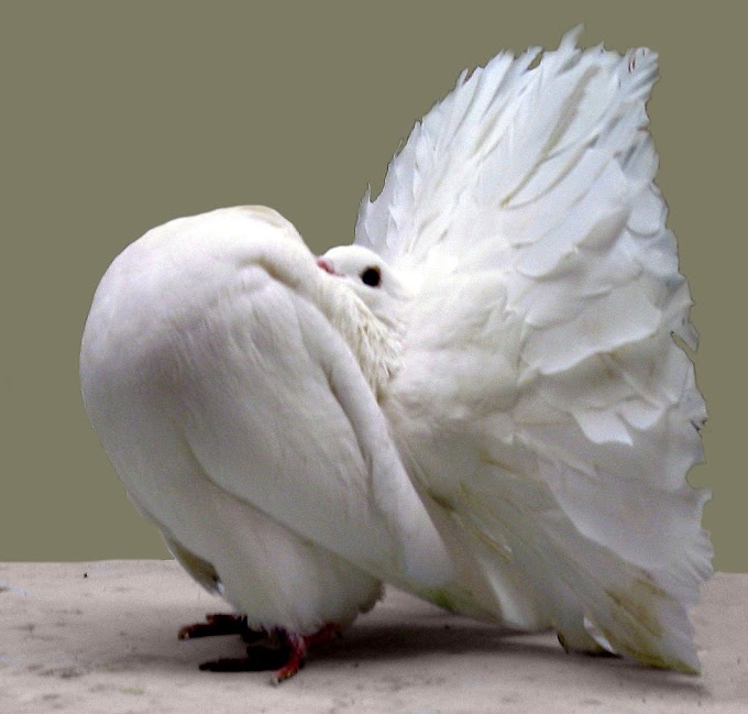 Beautifull English fantail pigeon