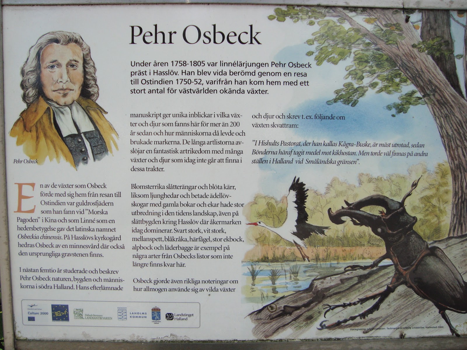 En oväntad glänta: Pehr Osbeck