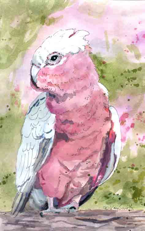 rose breasted cockatoo bird swings