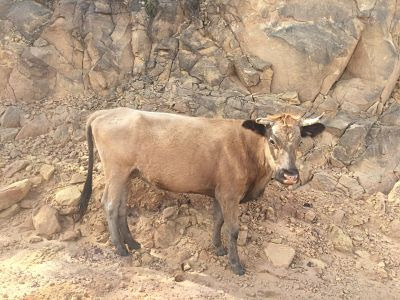 Vaca en la carretera. Samaipata. Bolivia