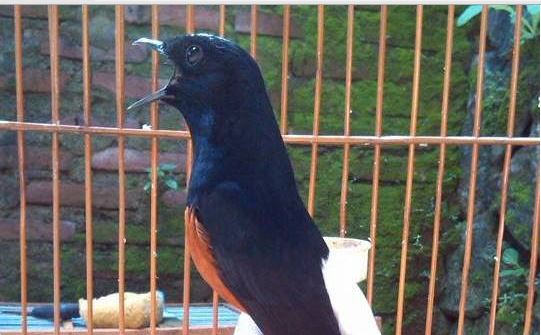 Download Suara Burung Murai Isian Cililin Dan Kenari