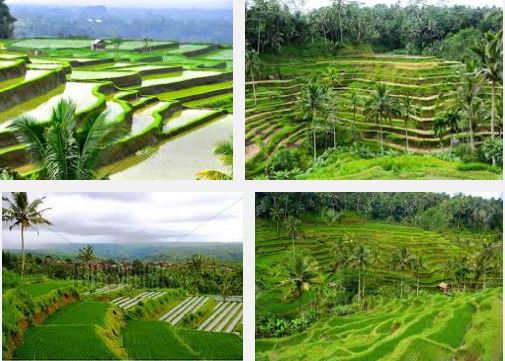  Rice field Bali