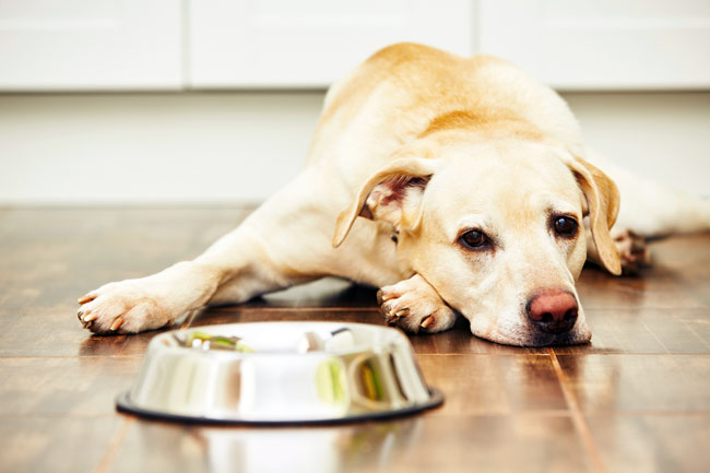 Co zrobić, gdy pies nie ma apetytu?