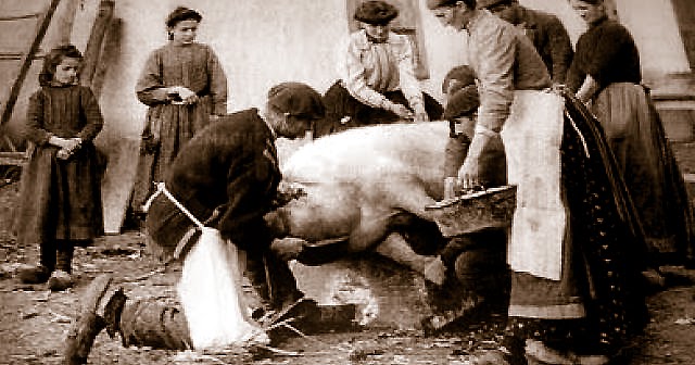 Schweine Schlachten Früher Schweine Schlachten Früher