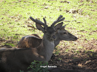 CANTABRIA, FOTOGRAFIA VIVA: Ciervo