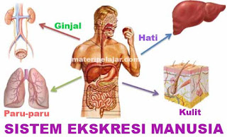 Jawaban PG Uji Kompetensi Bab 9 IPA Kelas 8 SMP Halaman 110 (Sistem Ekskresi Manusia) Jawaban PG Uji Kompetensi Bab 9 IPA Kelas 8 SMP Halaman 110 (Sistem Ekskresi Manusia)
