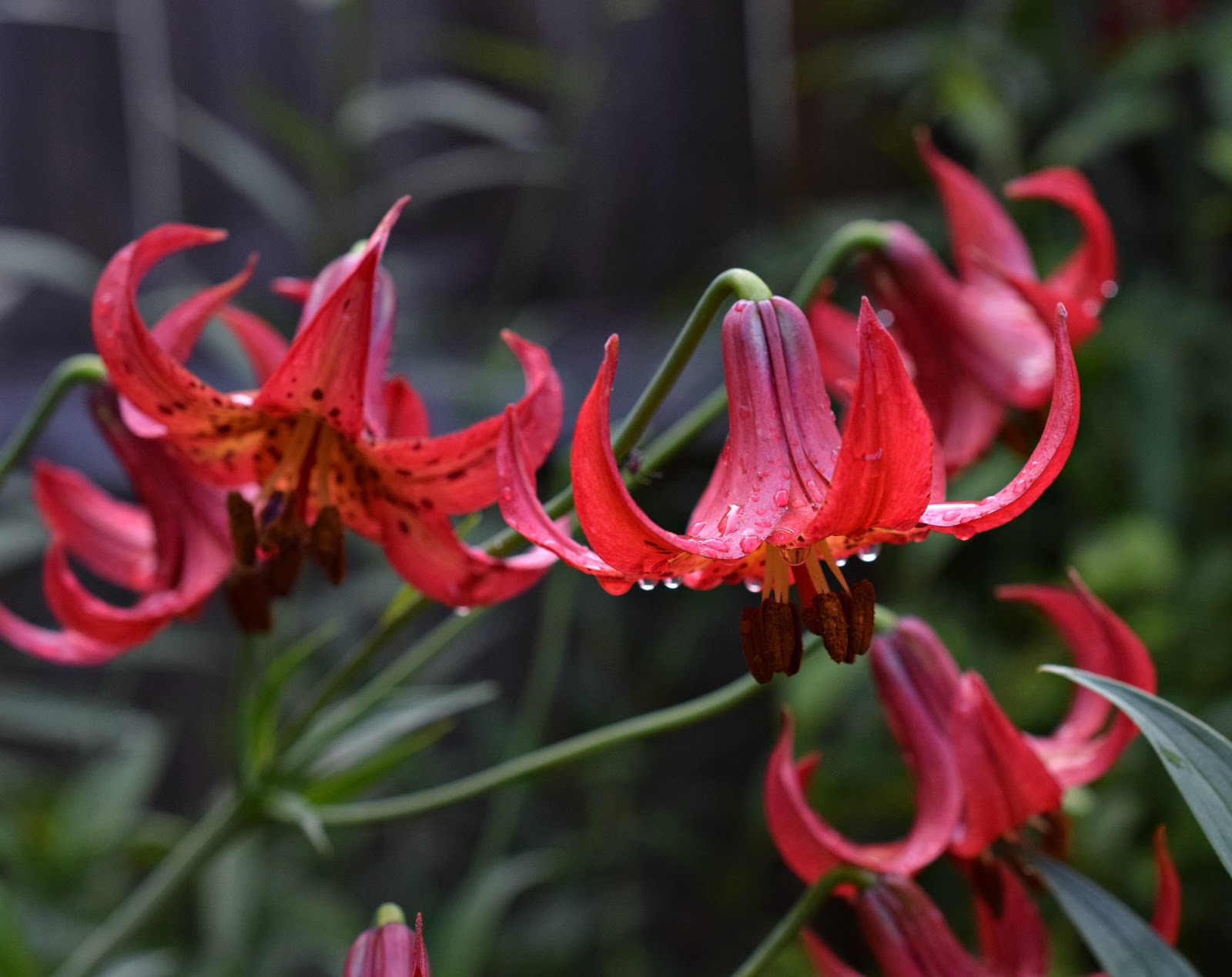Using Native Plants Lilies