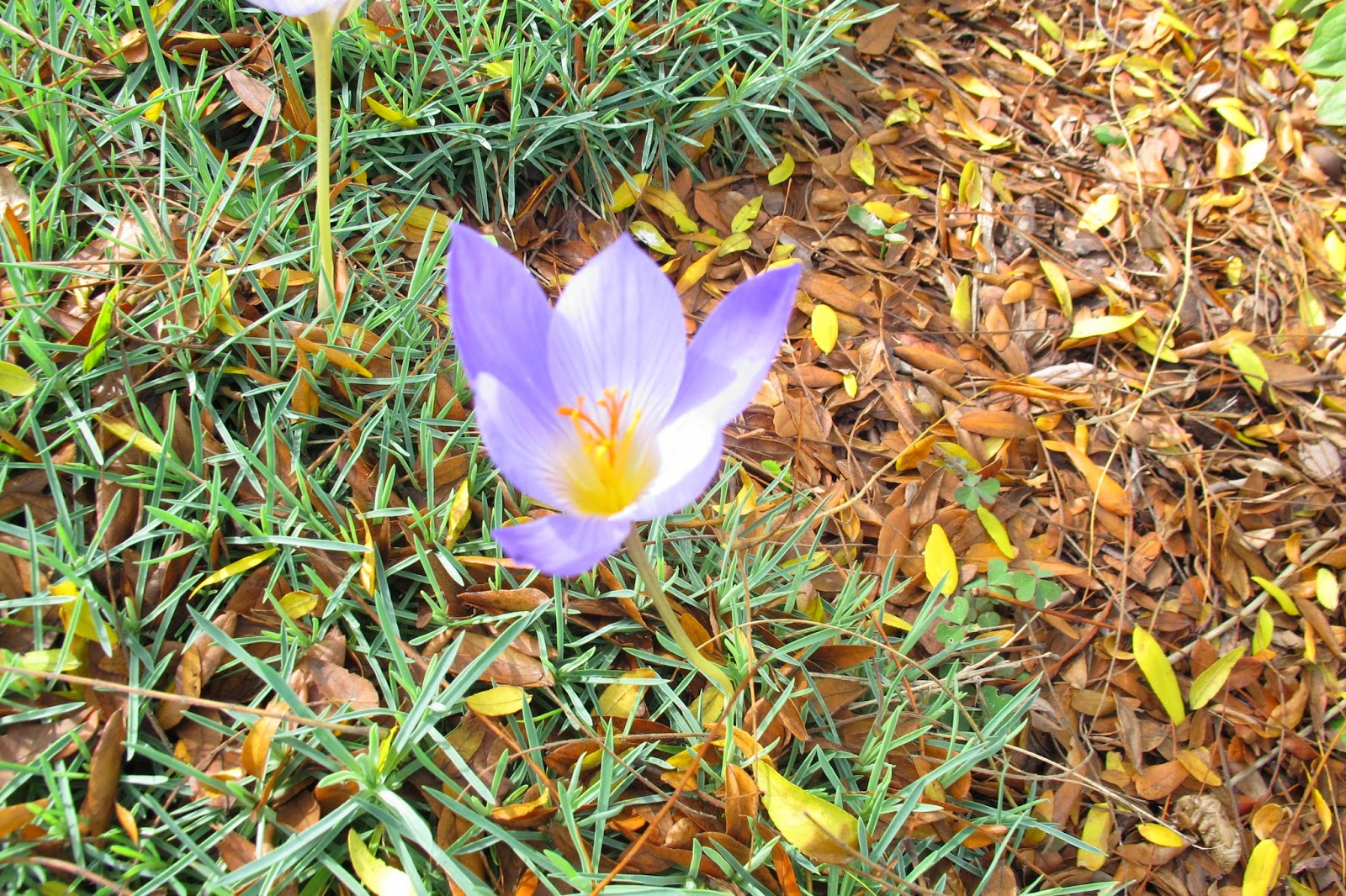 Magical autumn crocus  a story