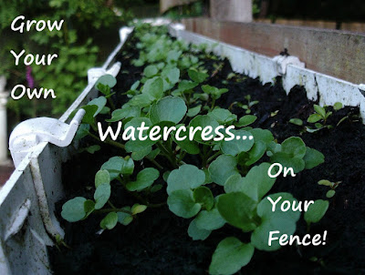 Watercress growing in a recycled gutter fixed to a garden fence Green Fingered Blog