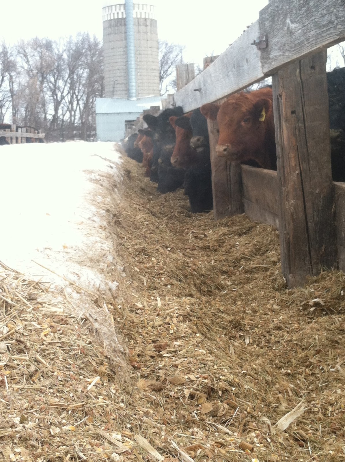 Coteau Hills Cowgirl Grass Fed vs. Grain Fed Cattle
