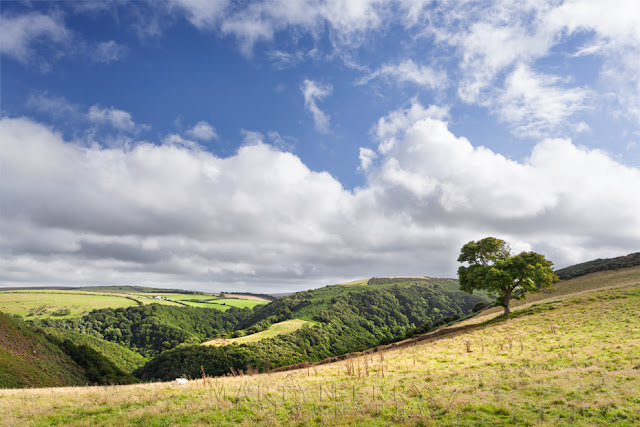 Sunlight on Exmoor landscape and single tree by Martyn Ferry Photography