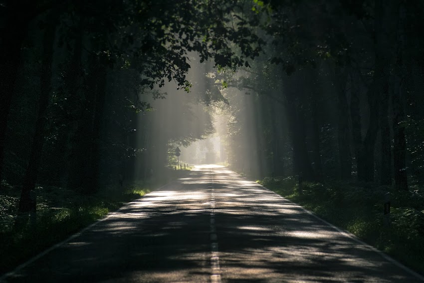 Gray Asphalt Road Surrounded by Tall Trees Gray Asphalt Road Surrounded by Tall Trees