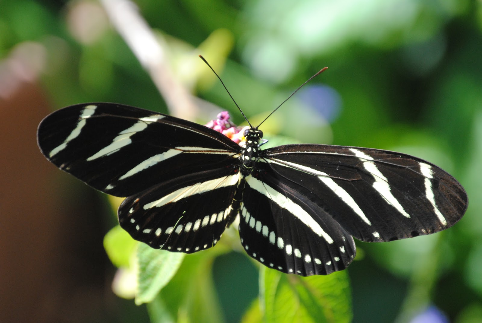 Field Notes and Photos: Florida Fall Butterflies
