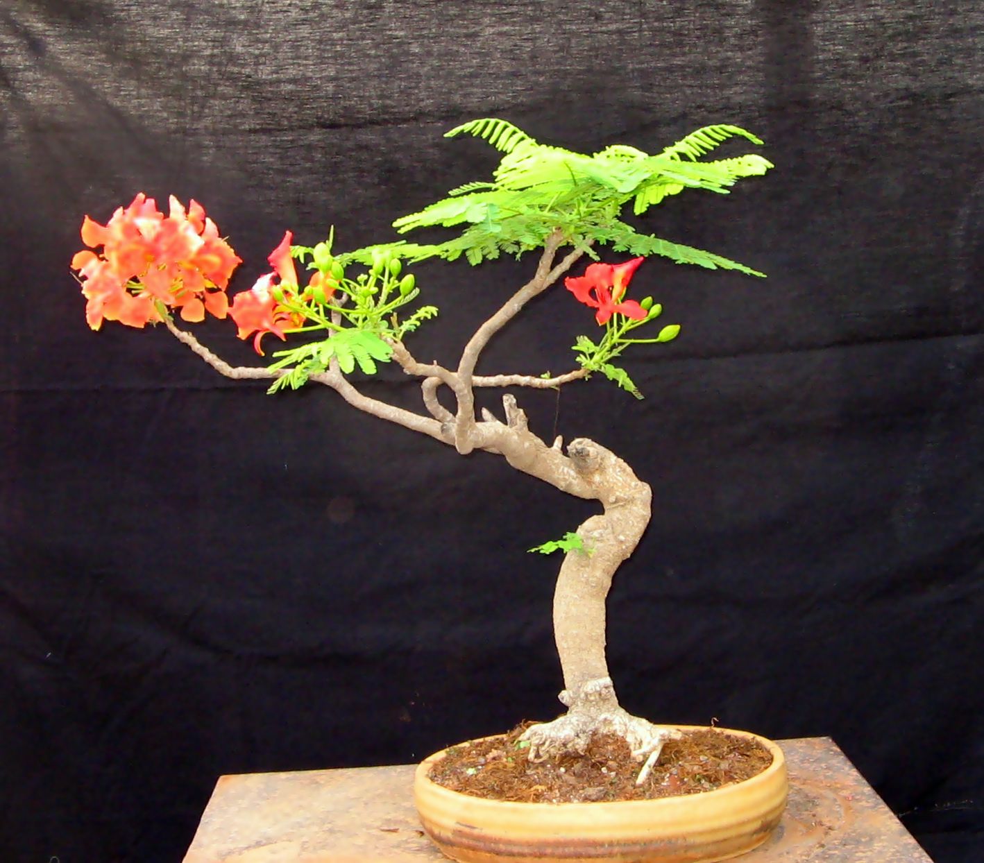 Bonsai Tree 26 Excellent Mango Bonsai Photos.