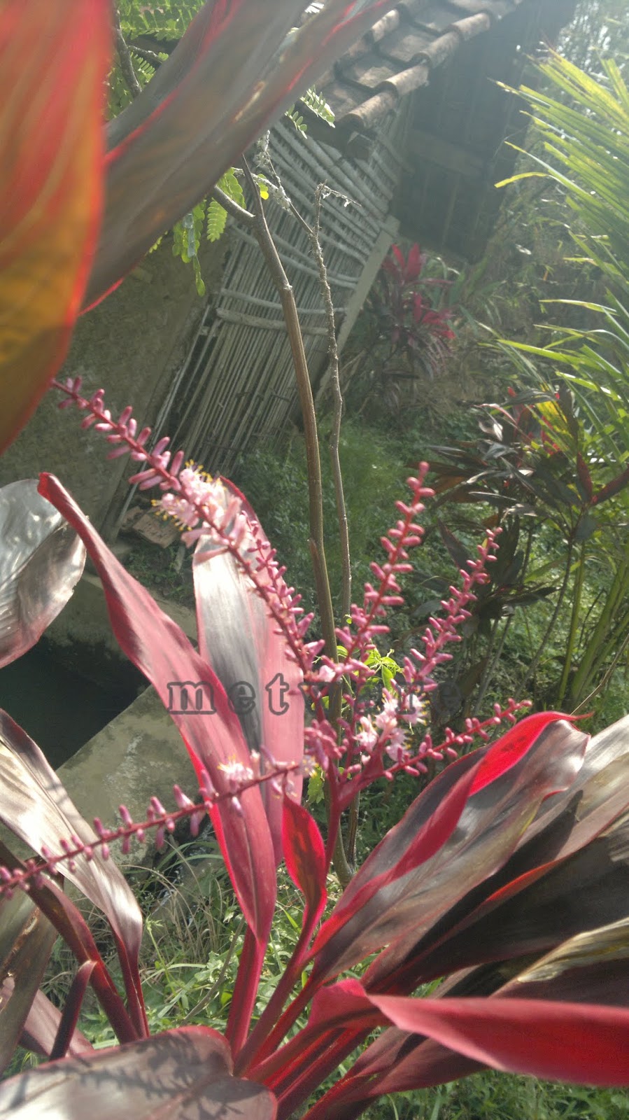 Hanjuang Tanaman Hias Yang Di Kramatkan Metware