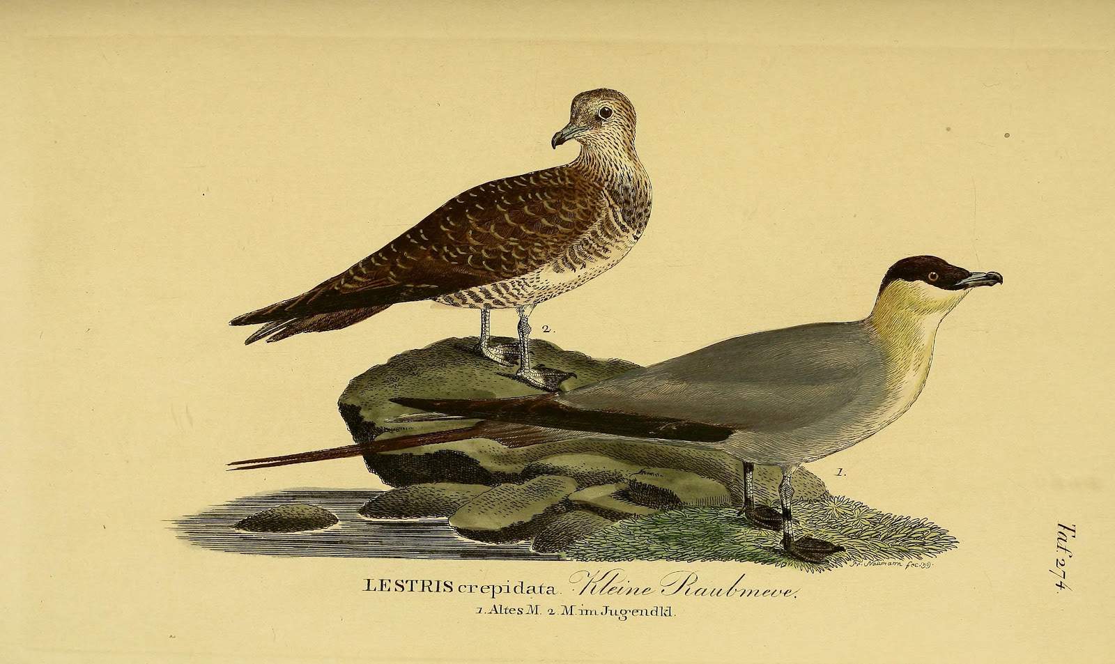 Птичьи истории. «история птиц британии», томас бьюик,. Птицы германии. Сообщение на тему птицы. Постер птицы.