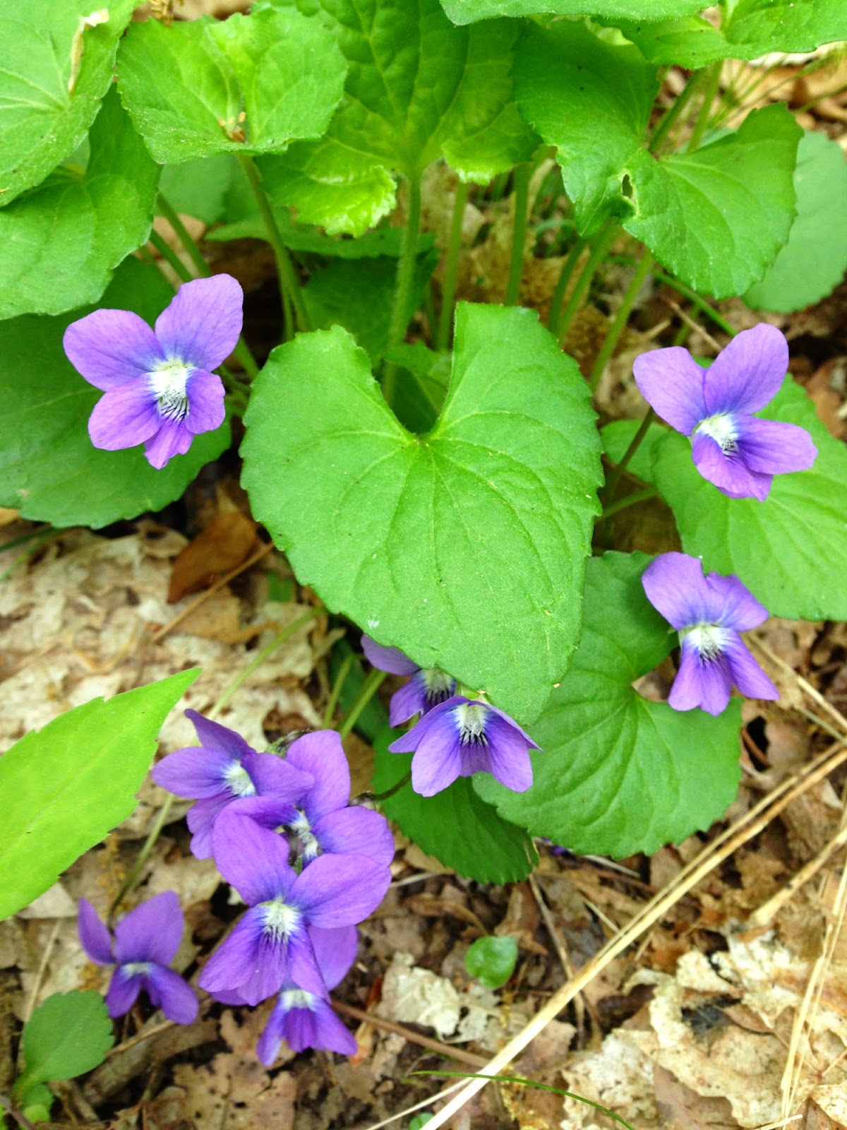Brewster Herbal Sweet Violet, Viola odorata cysts, sore throats and