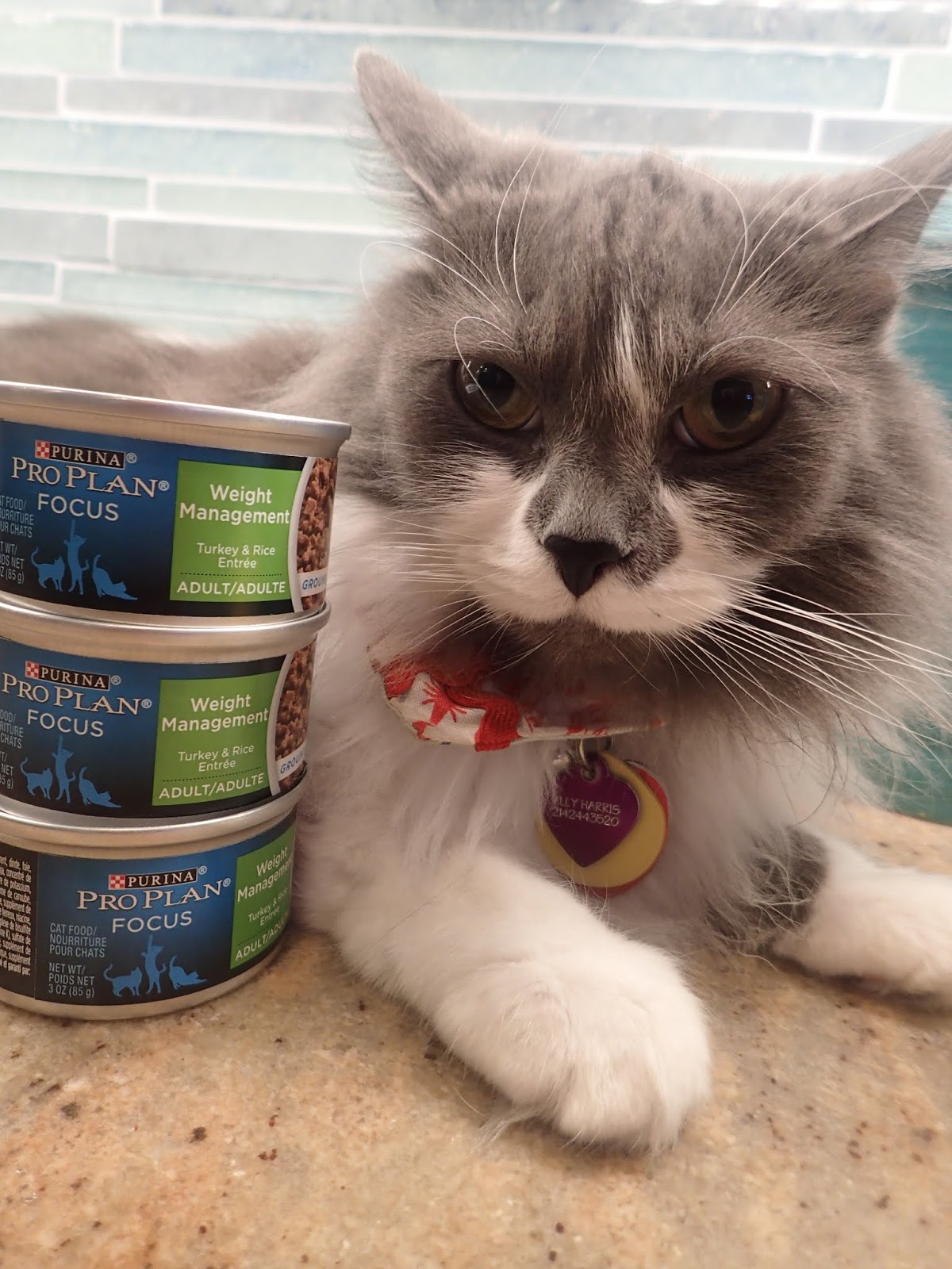 Lone Star Cats Purina Pro Plan Focus Adult Weight Management