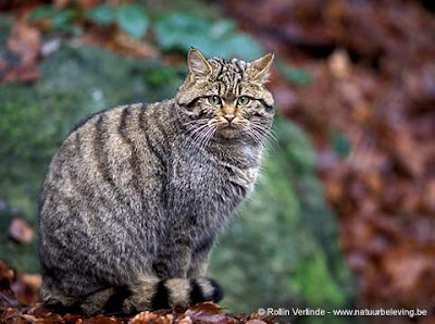 el gato montes sus costumbres presas registro fosil Felis silvestris