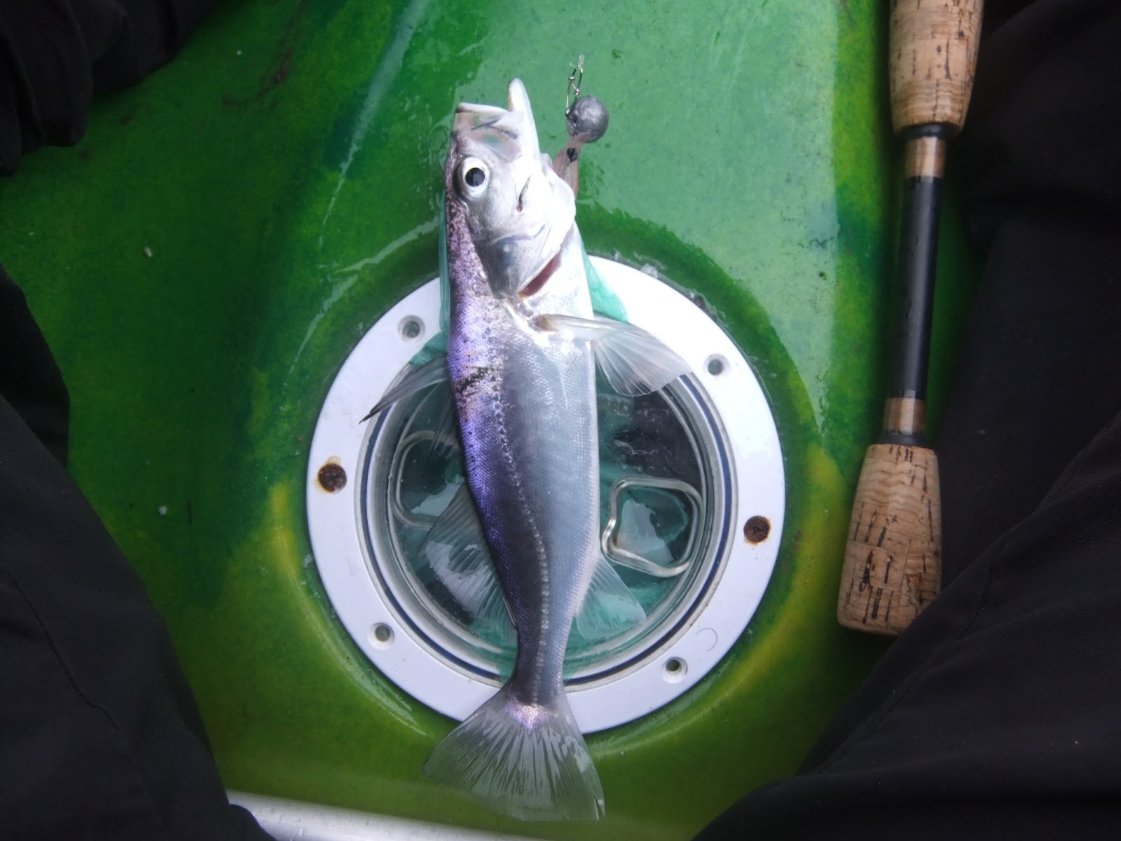 Blog Pescador do Litoral: Pescaria no Portinho da Praia Grande, SP - 4-8-18 