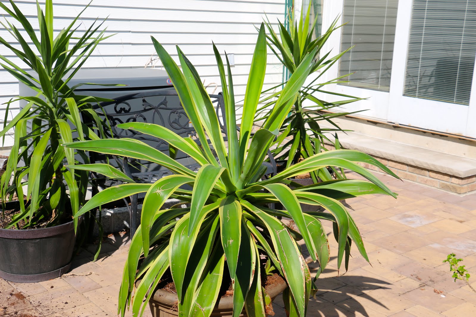 Tropical Gardening in New York City! Replanting a massive Agave