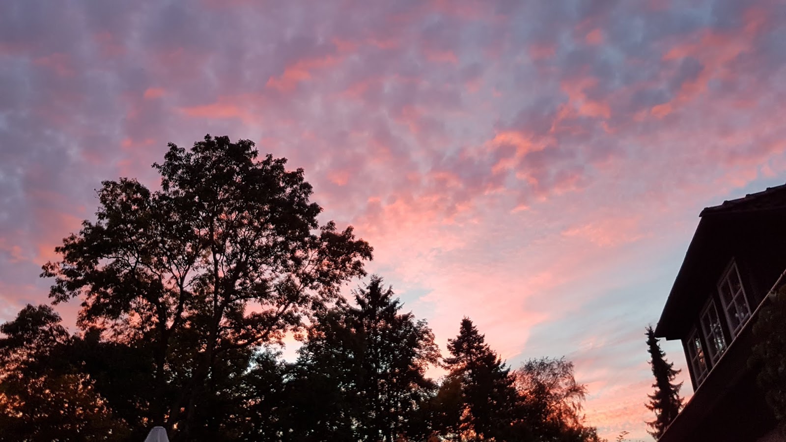 Rotkraut Dezember 2018