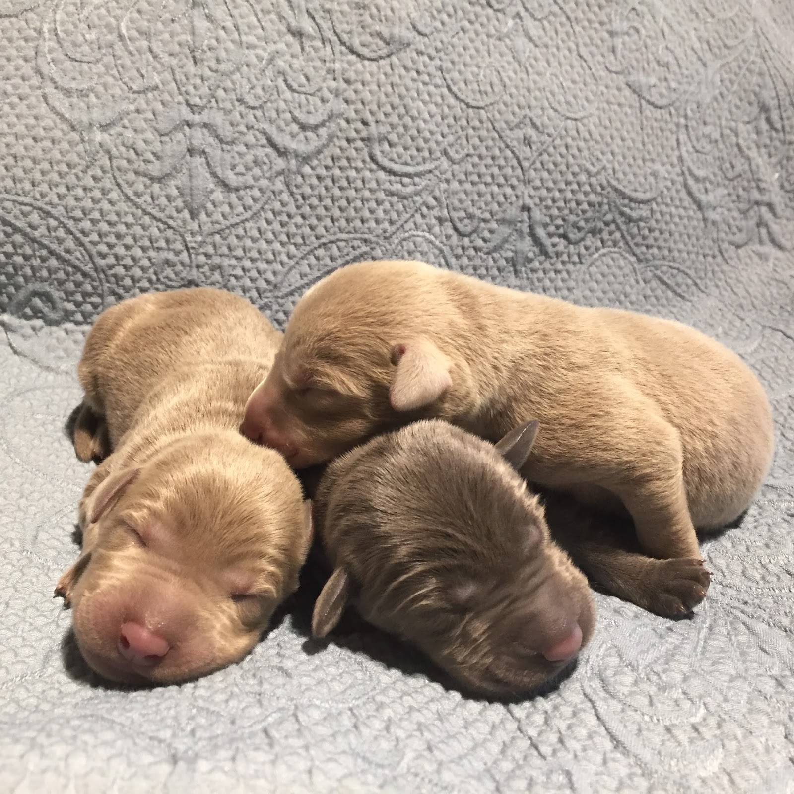 Sweet Silver and Charcoal Labs *Available Puppes*