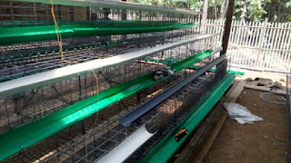 anwar peternak ayam petelur Jual kandang ayam petelur, jual kandang kawat, jakarta, Bekasi, Indramayu, Subang, purwakarta, bandung, tangerang, bogor, cianjur, kediri, malang, purwokerto, kalimantan, sulawesi, bali, sumatra, belitung, bangka, jawa tengah, jawa barat, jawa timur, medan, manado, palu, pare-pare, dumay, probolinggo, , jual kandang ayam petelur, jual kandang batre, Ayam Petelur, peternak ayam, peternak ayam petelur, kandang ayam, kandang ayam petelur, kandang batere, kandang kawat, kandang besi, kandang besi ayam, kandang kawat ayam, kandang kawat ayam petelur, kandang battere, kandang batery, kandang battere, kandang battery,
