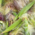 INTRESTING BENEFITS OF CORN SILK