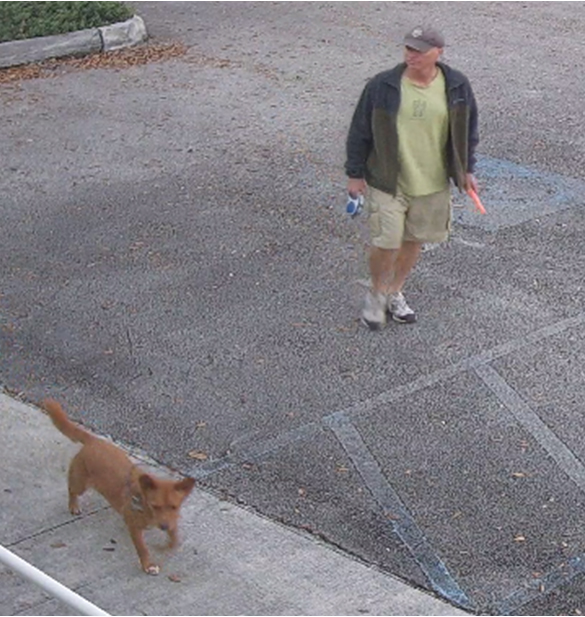 Coconut Grove Grapevine