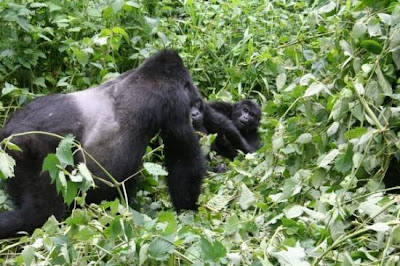 mountain gorillas in bwindi uganda
