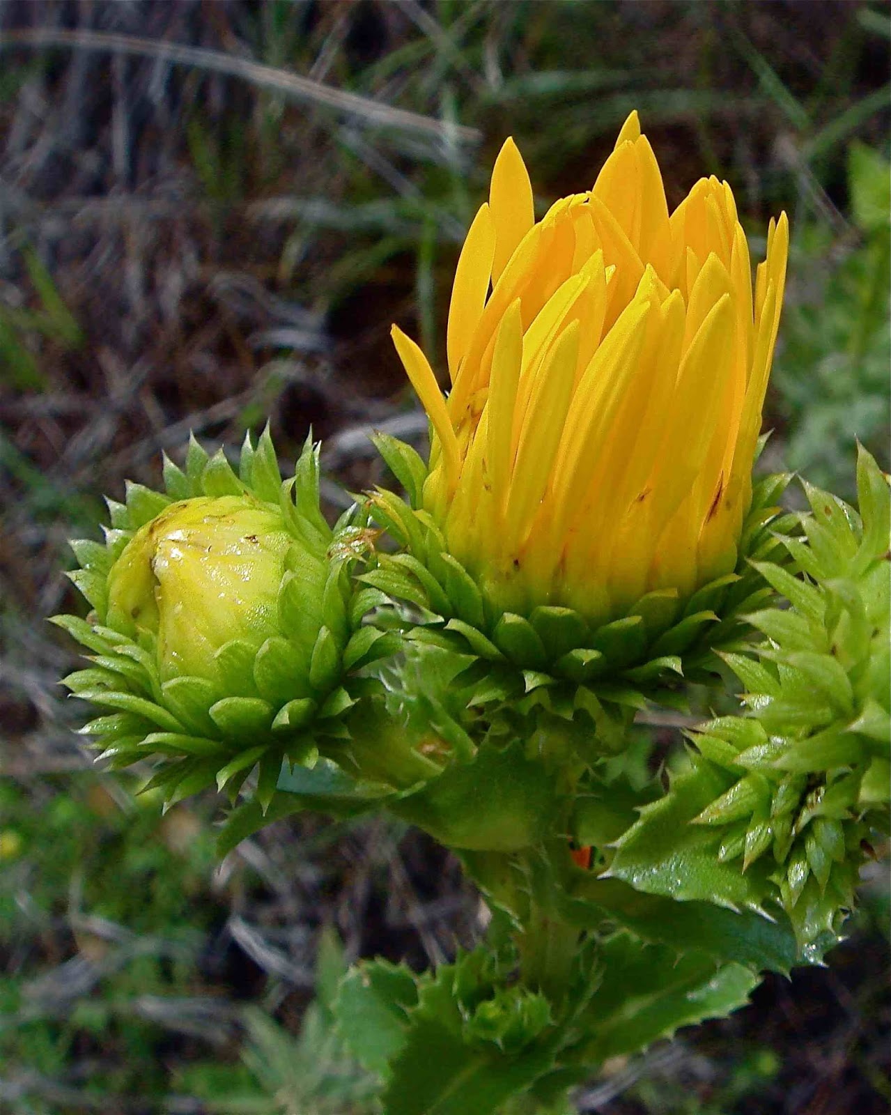 Poetry Of Spirit And Light Bullsnake Territory