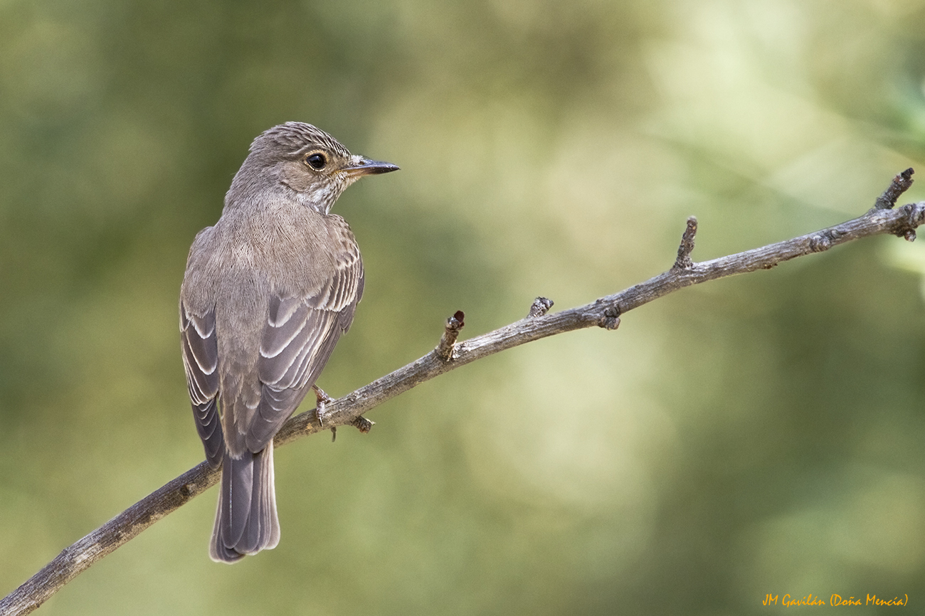 Fotografía de Naturaleza - JM Gavilán: Papamoscas gris (Muscicapa striata)