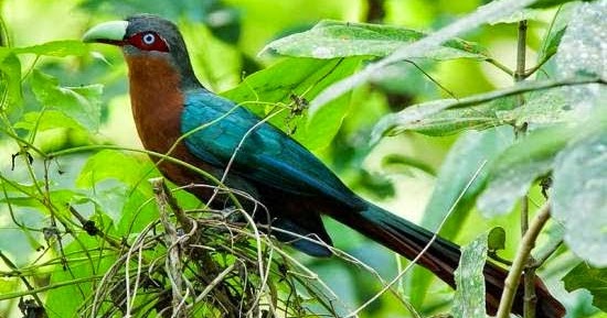 40++ Harga burung but but terupdate