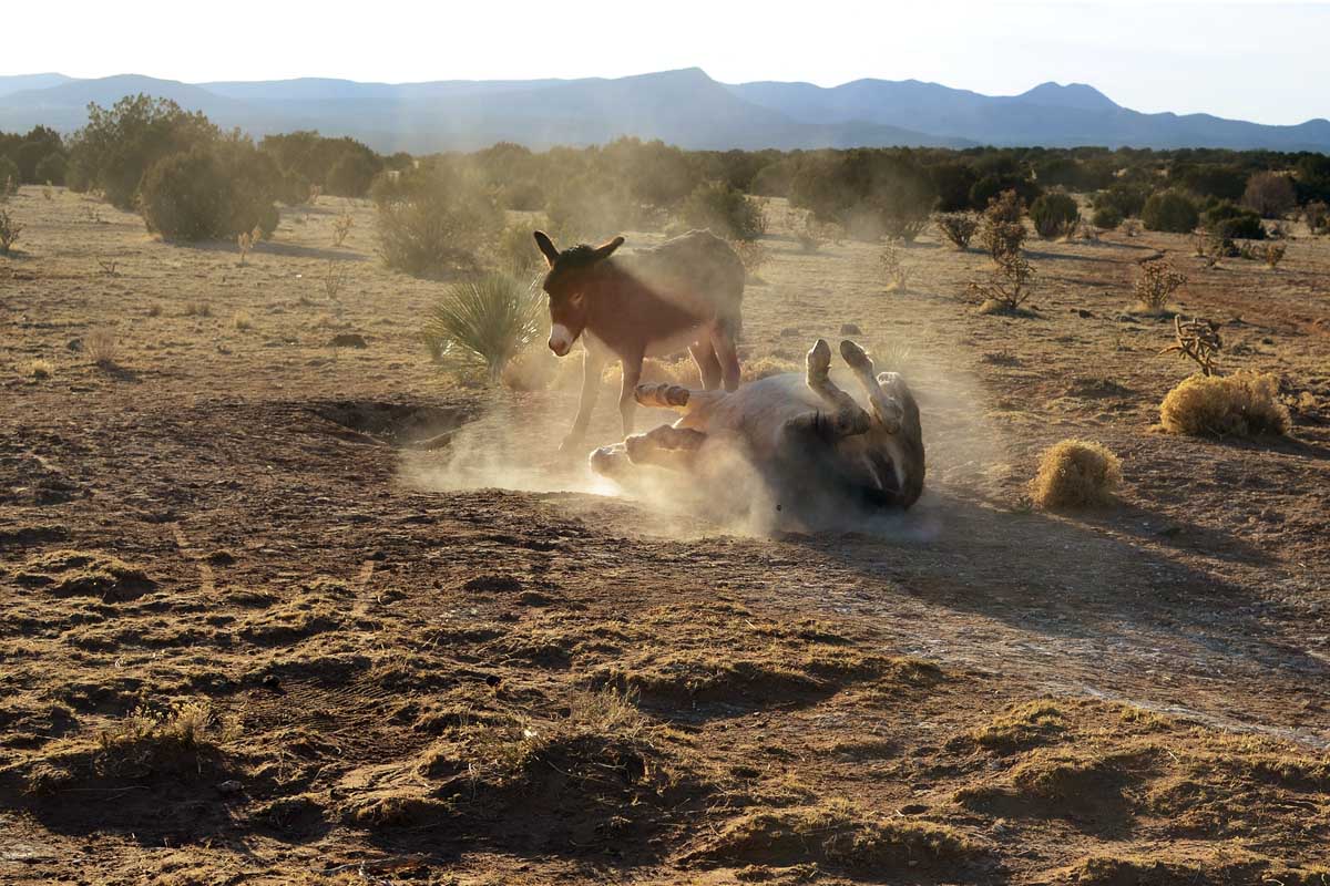 The 7MSN Ranch: Alan, Lucy, and George share a bath