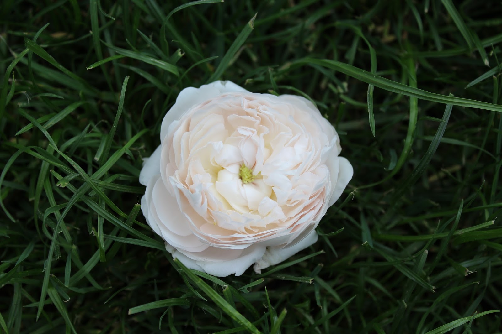 Promesse de roses Madame Zoetmans