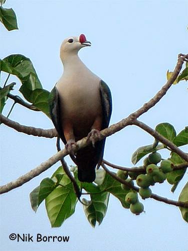 Red knobbed imperial pigeon Ducula rubricera