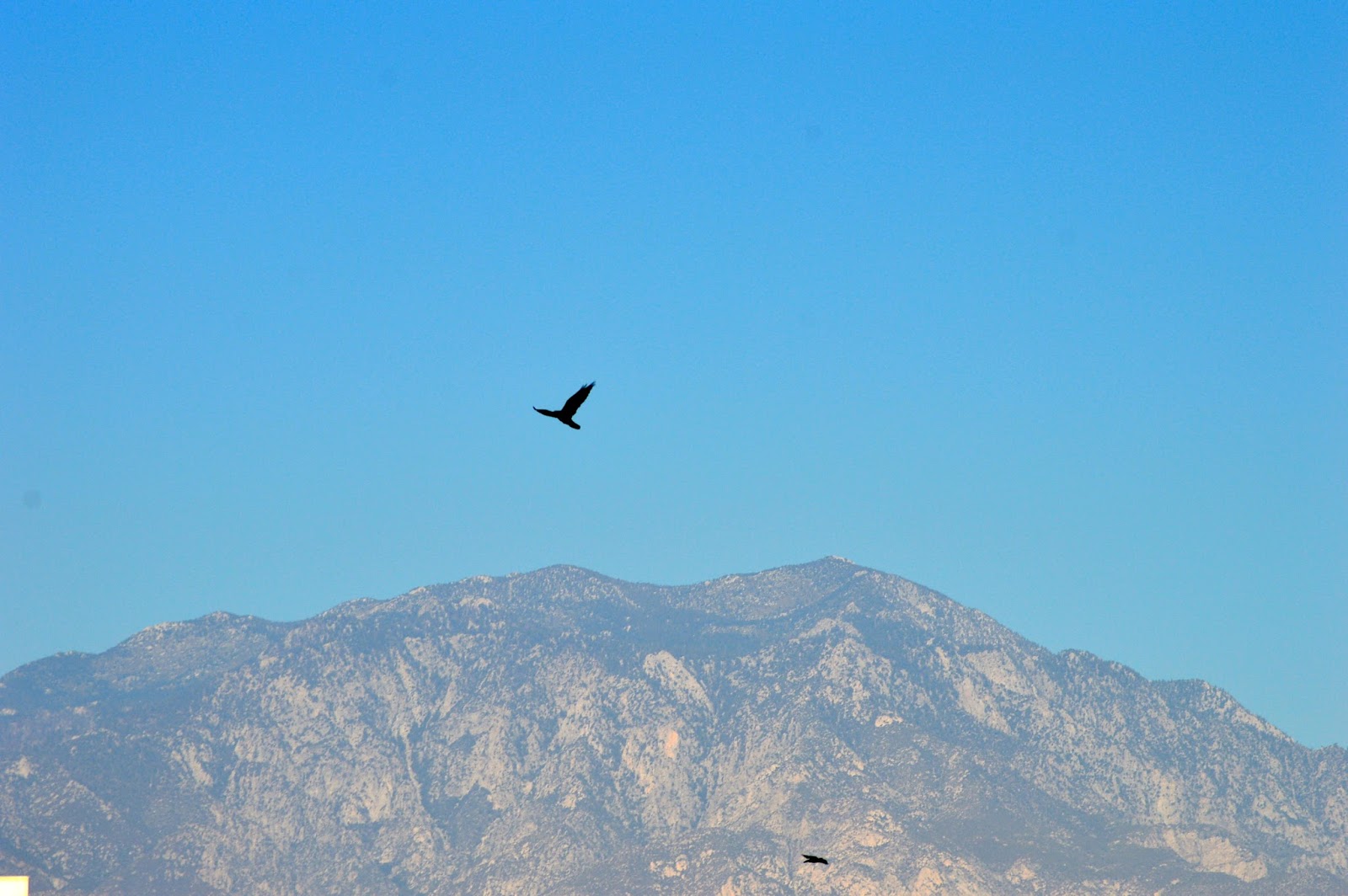 Annabanana: Birds of Prey