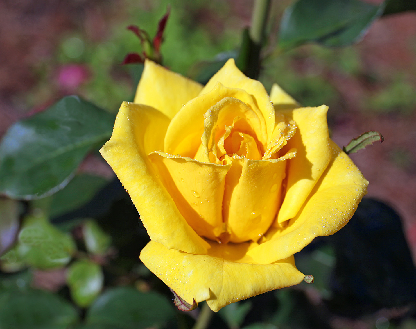Southern Lagniappe: In the Rose Garden
