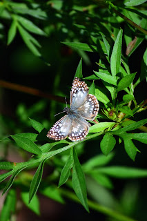small Costa Rica butterfly