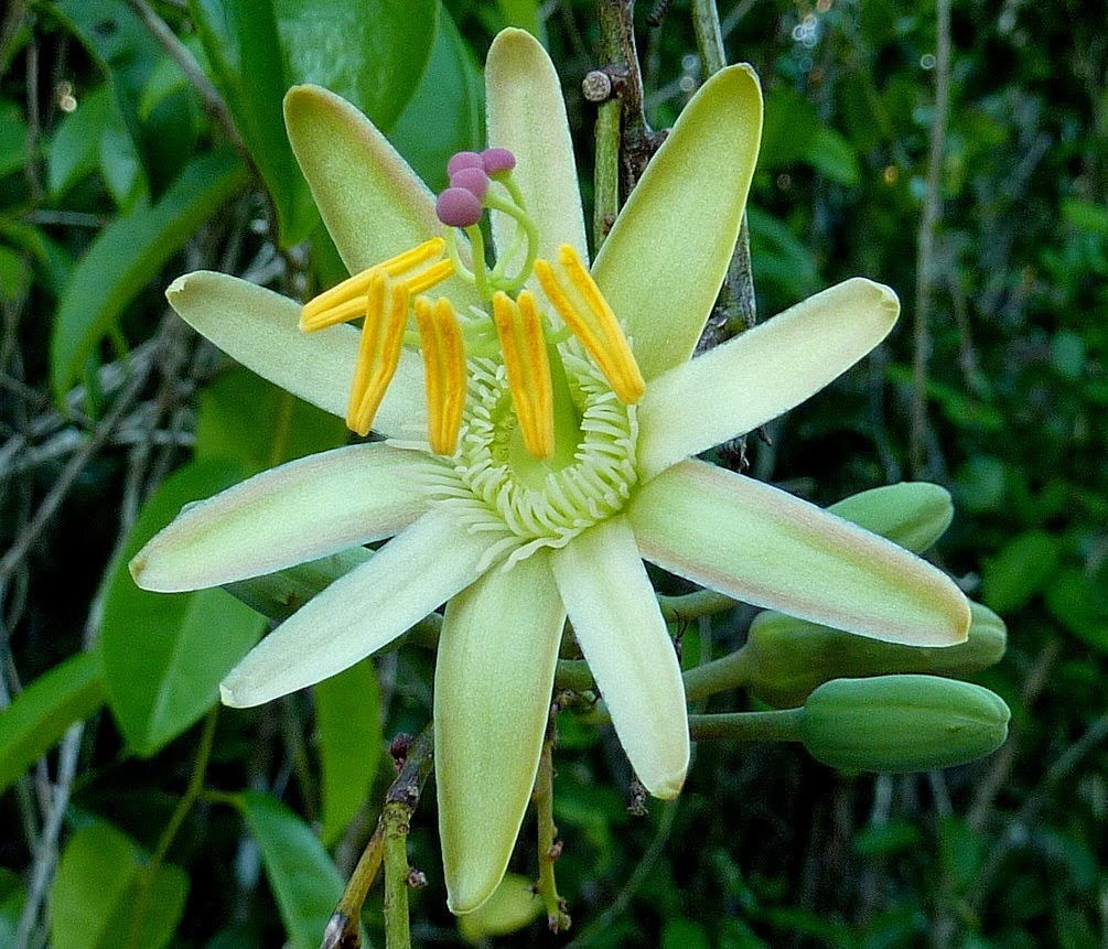 Blok888 Top 10 Most Exotic Flowers in the world 1