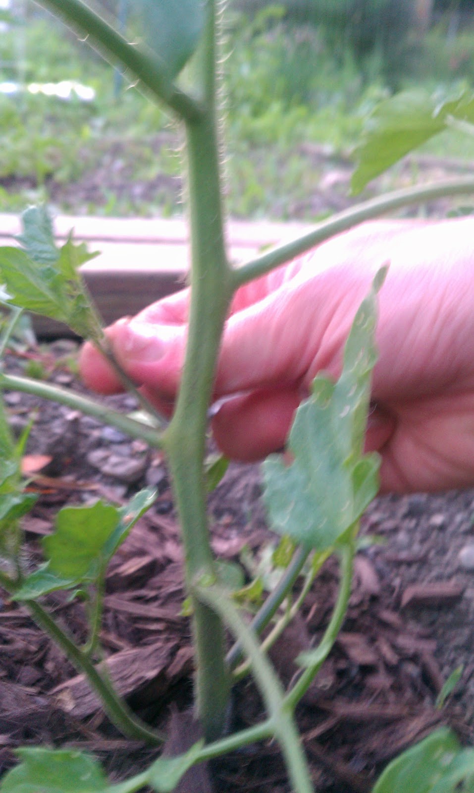 free download pruning tomatoes free download pruning tomatoes