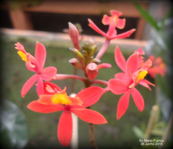 Meu Cantinho Verde: ORQUÍDEA-CRUCIFIXO, ORQUÍDEA-ESTRELA-DE-FOGO - (  Epidendrum radicans )