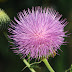 Texas Thistle and American Basketflower