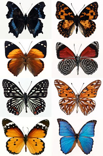 Клипарт высокого качества большого разрешения с бабочками на белом фоне бесплатно скачать
