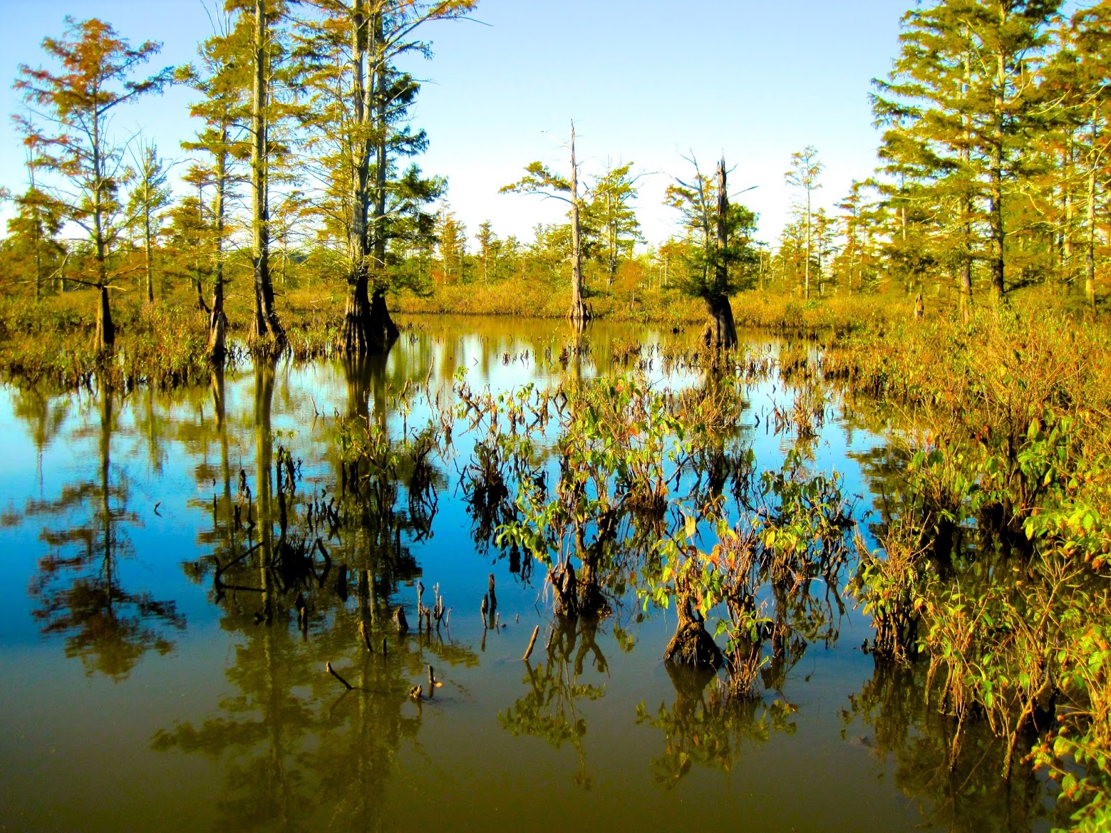Chuck's Adventures Paddling Cache River State Natural Area Illinois' Cypress & Tupelo Swamp