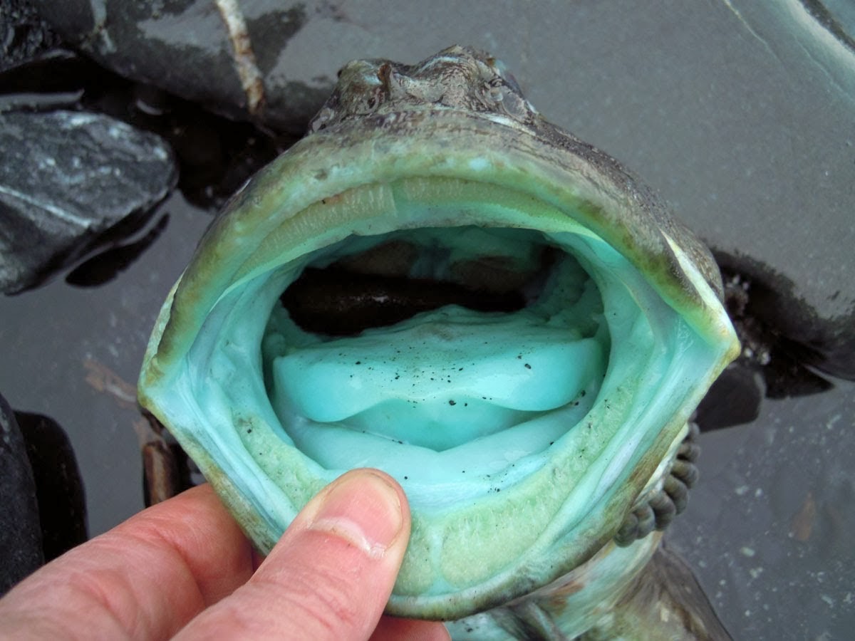 cool wiki The Rock Greenling fish is one of the weirdest coloured fish