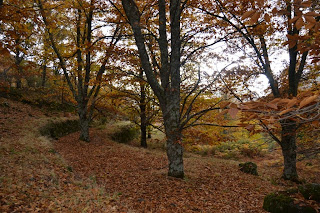 otoño en el valle del jerte