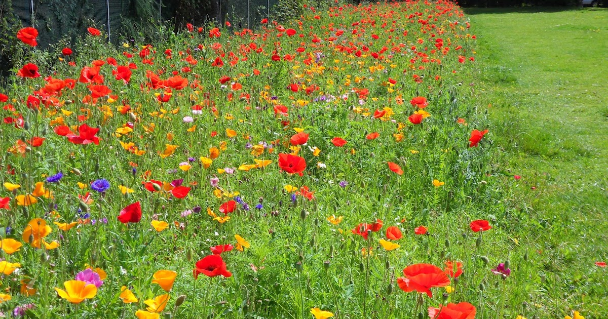 Urban Pollinators: Reading Flower Meadows in August 2012